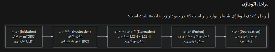 مراحل اتوفاژی (Autophagy)
